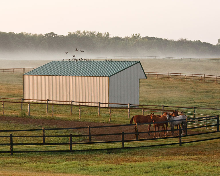 Foggy morning photo with horses near barn