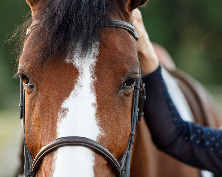 Closeup photo of horse