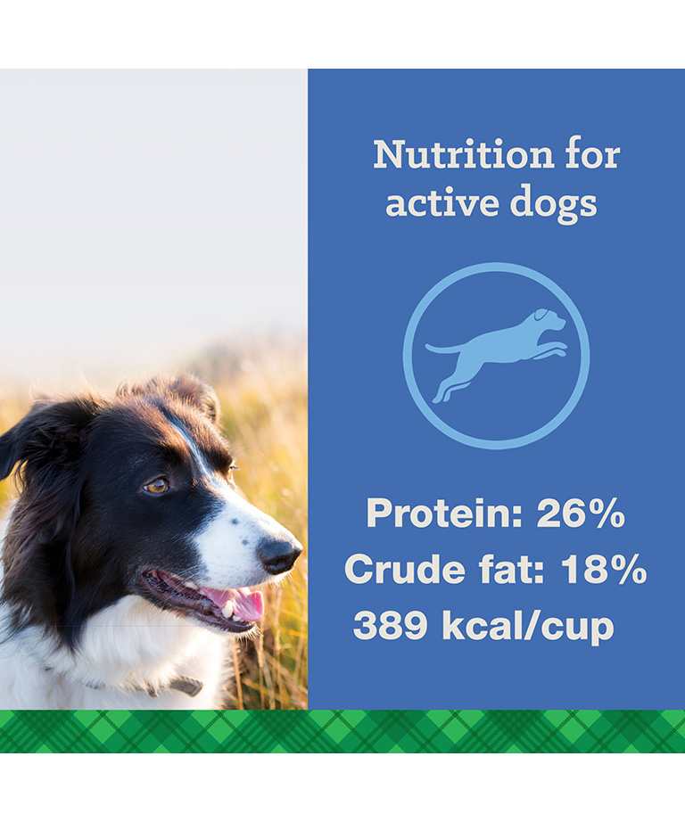 nutrition for active dogs