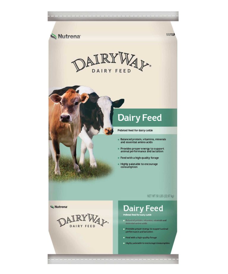 Dairy Feed