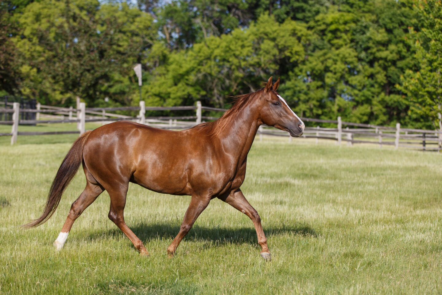 horse running