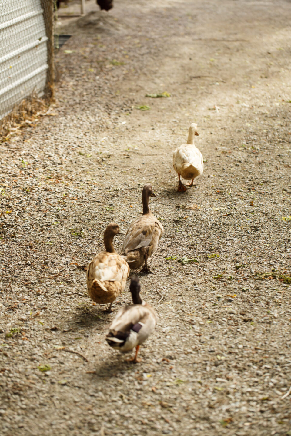 ducks-walking