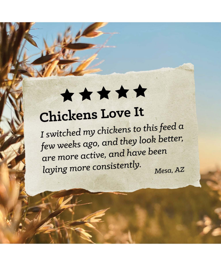 Chickens Love it