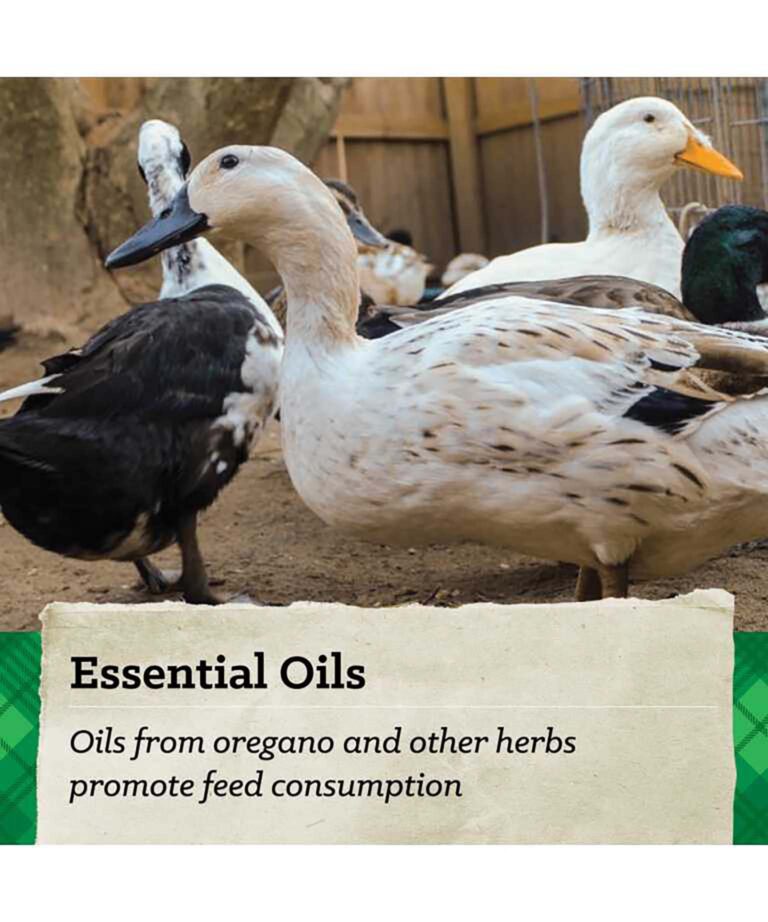 essential oils