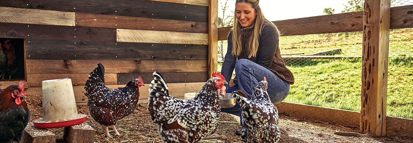 Woman feeding chickens in coop