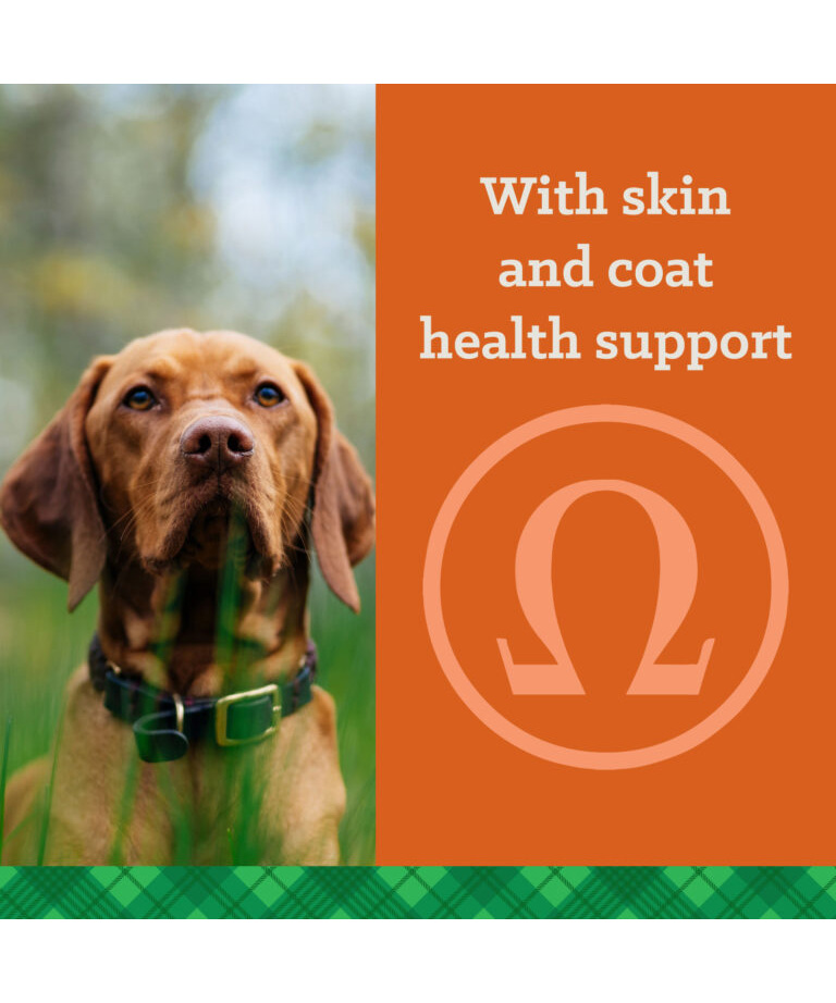 with skin and coat health support