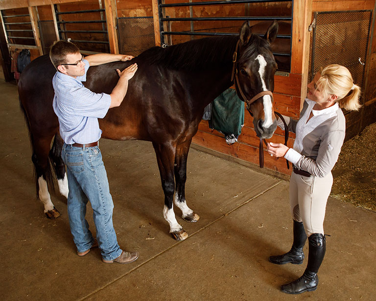 Man assessing horse's topline in barn with woman