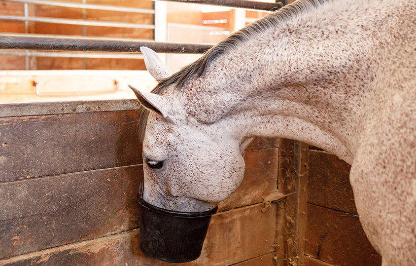 gray horse eating from pail
