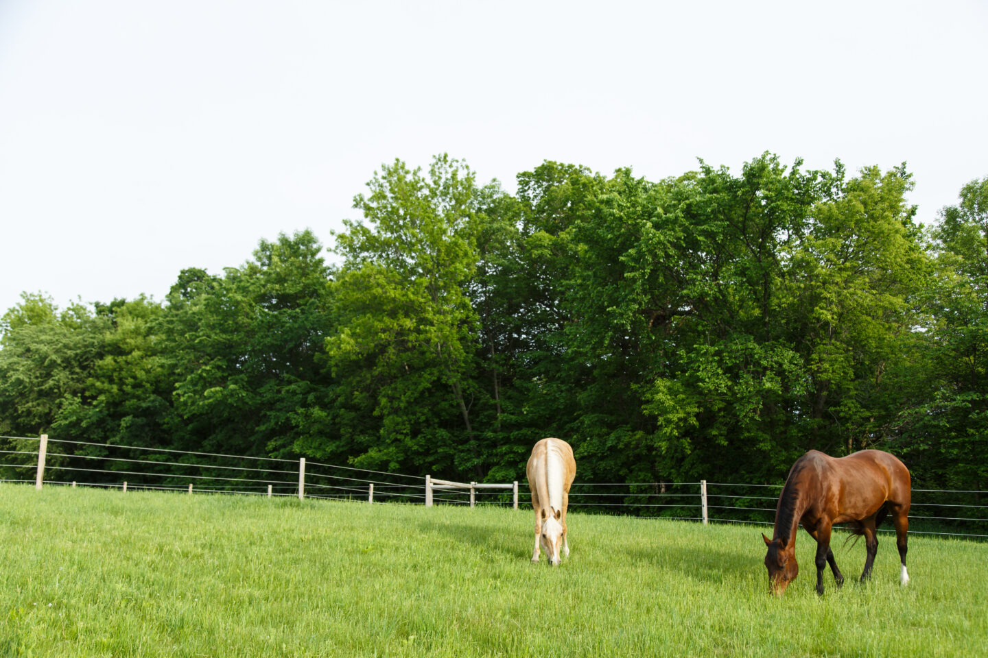 horses in field