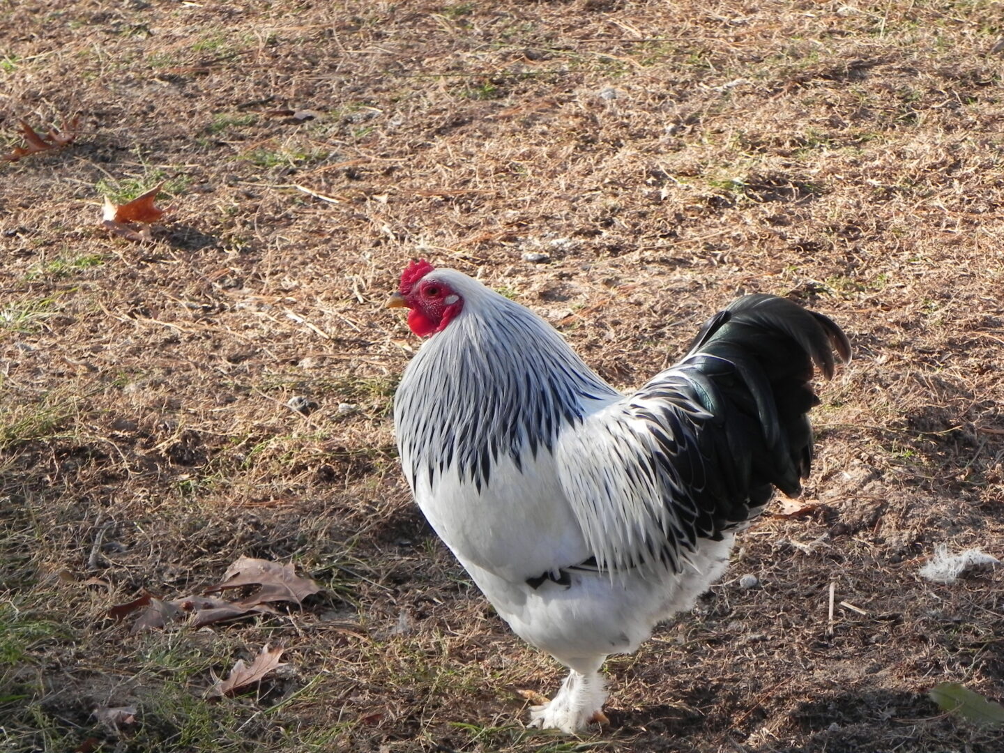 rooster outside