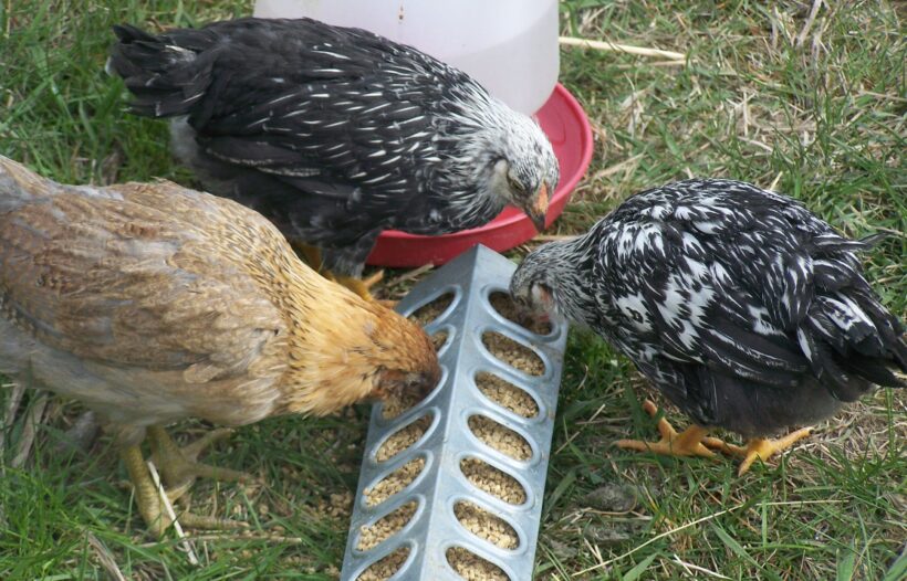 Chickens eating from a feeder