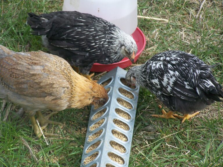 chickens at a feeder