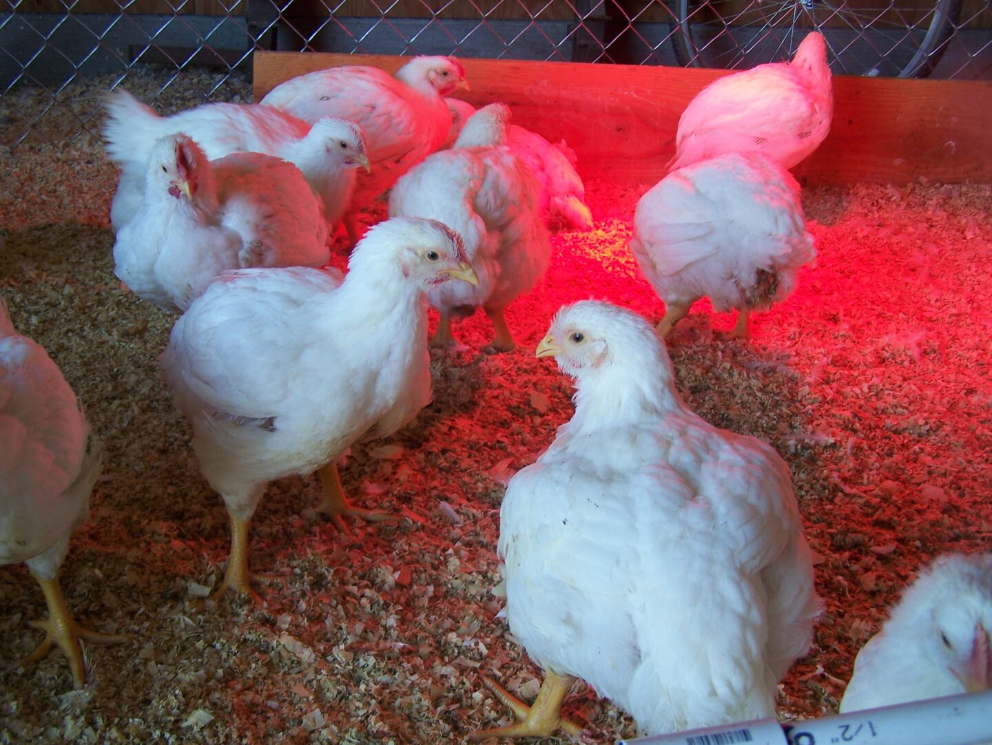 chicks under a heat lamp