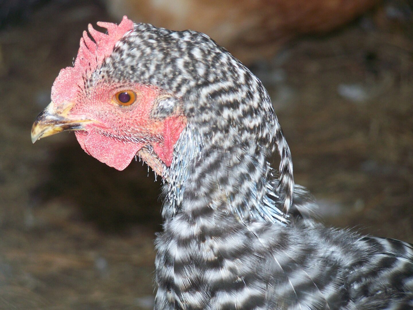 molting chicken