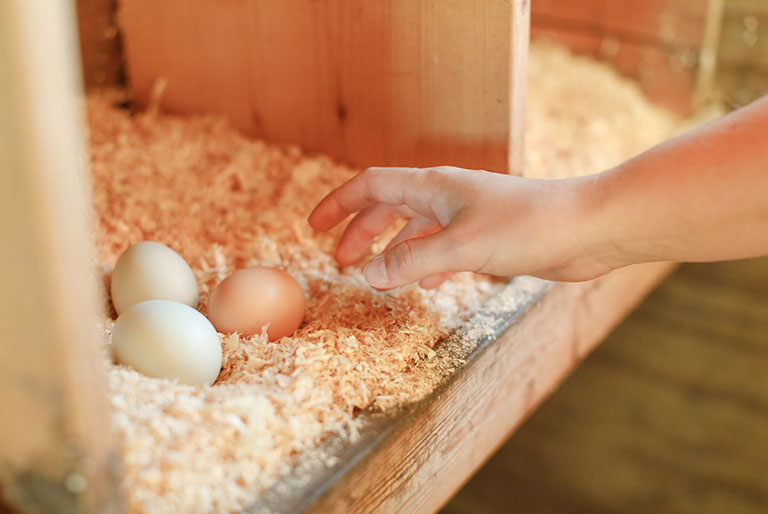 Collecting eggs from chicken coop