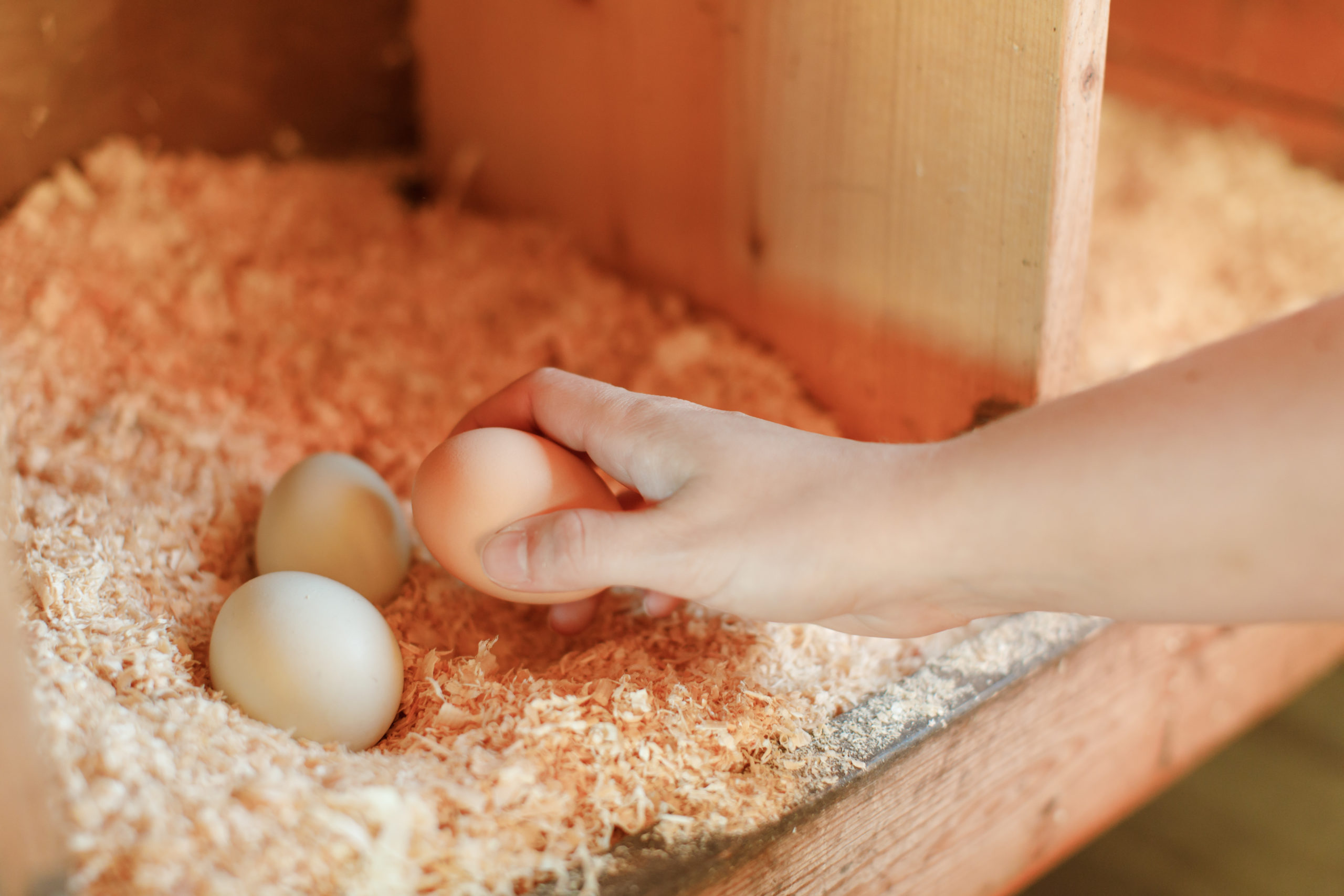 Eggscellent Layers 