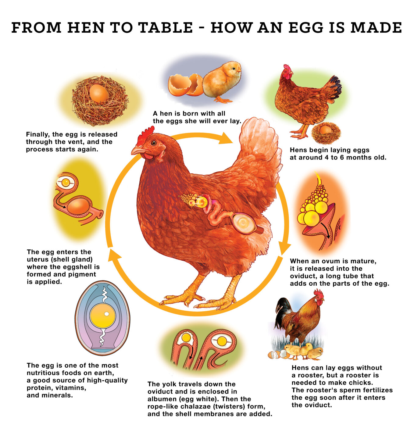 How A Hen Makes An Egg 