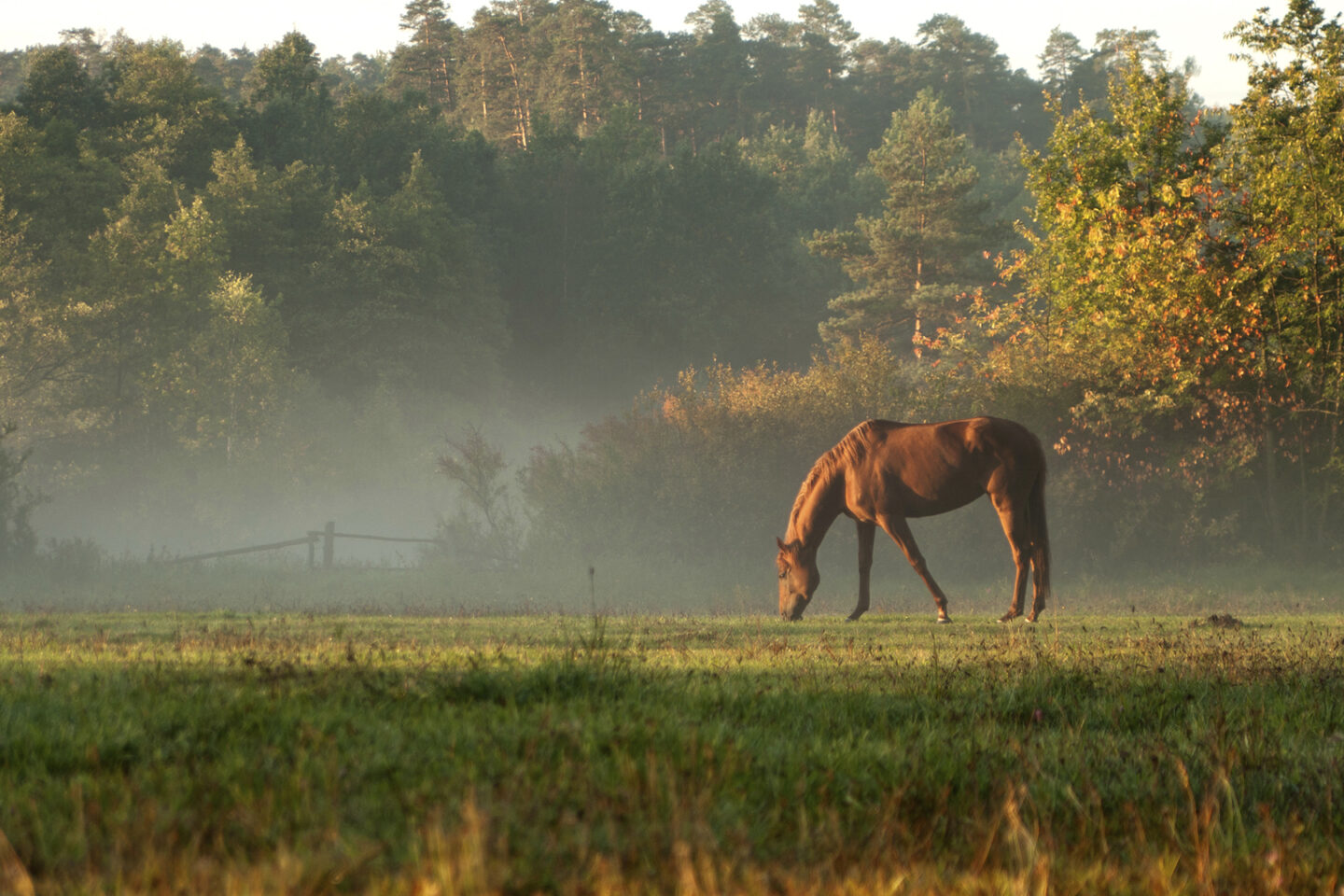 horse eating grass