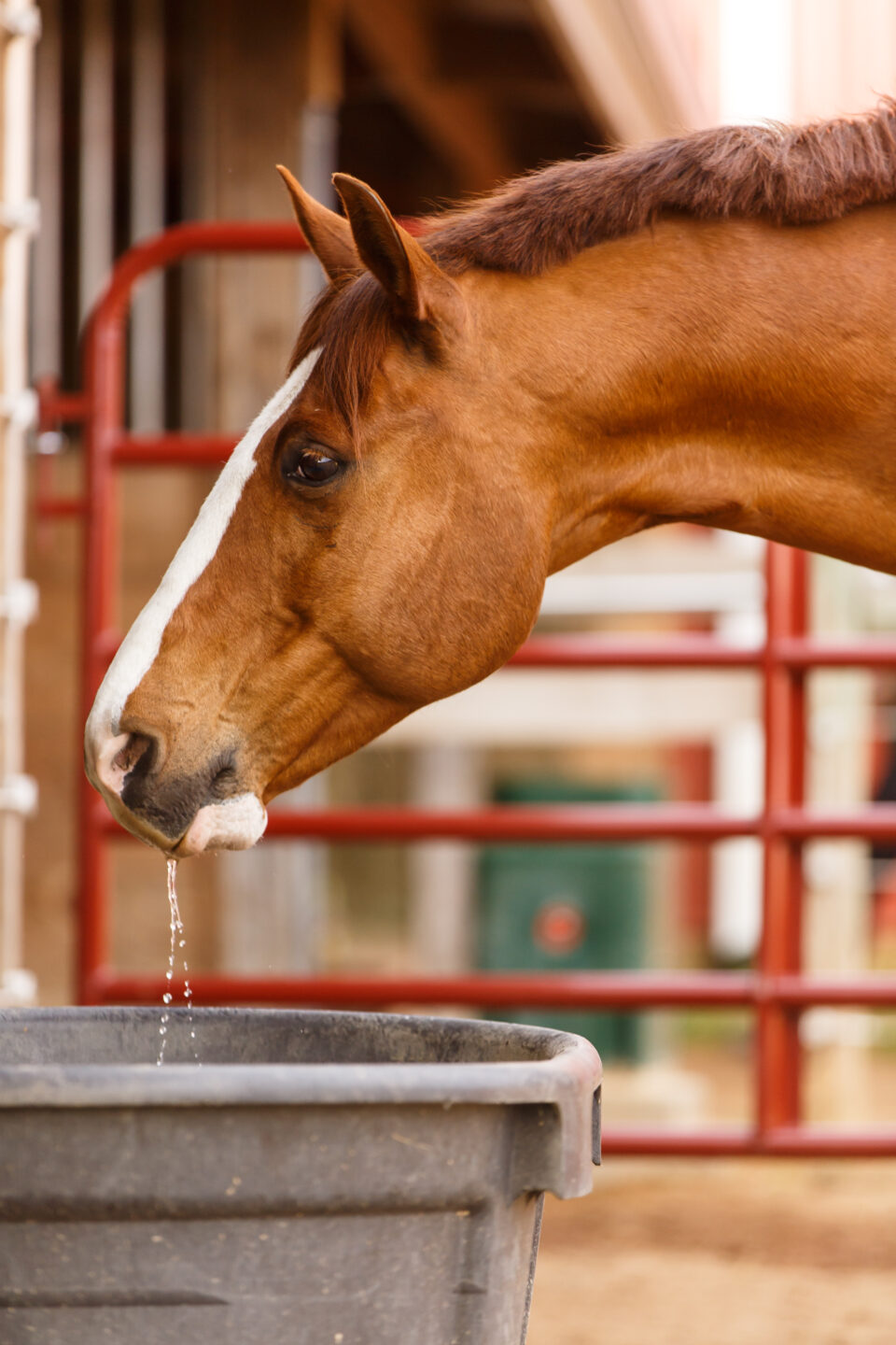 horse drinking water