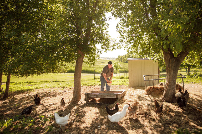 man feeding chickens outside