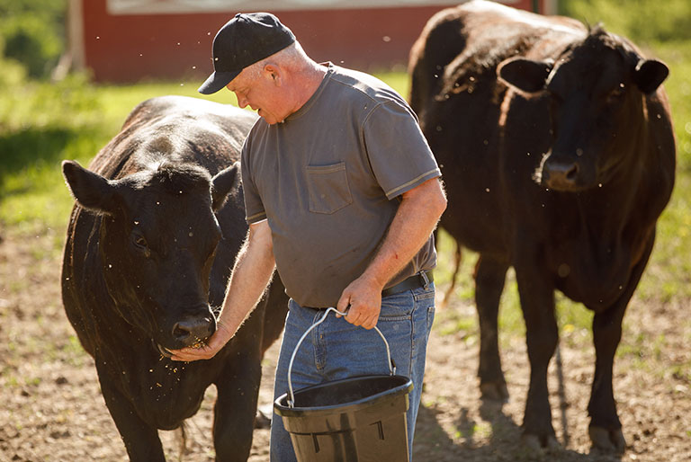 Farmer feeding beef cattle