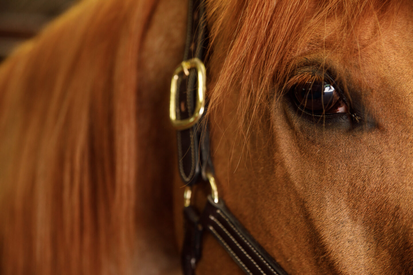 close up of horses eye