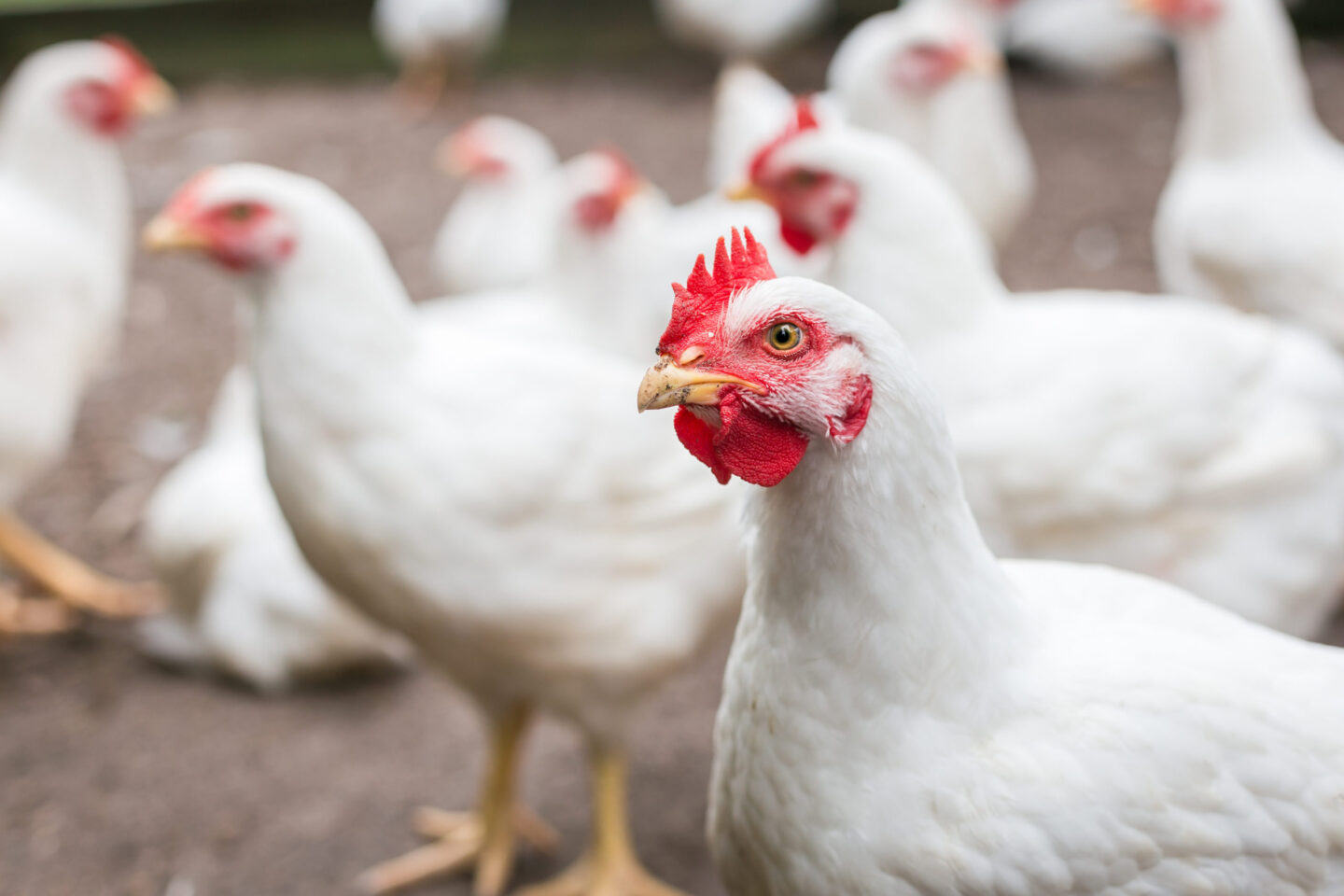 white broiler chicken