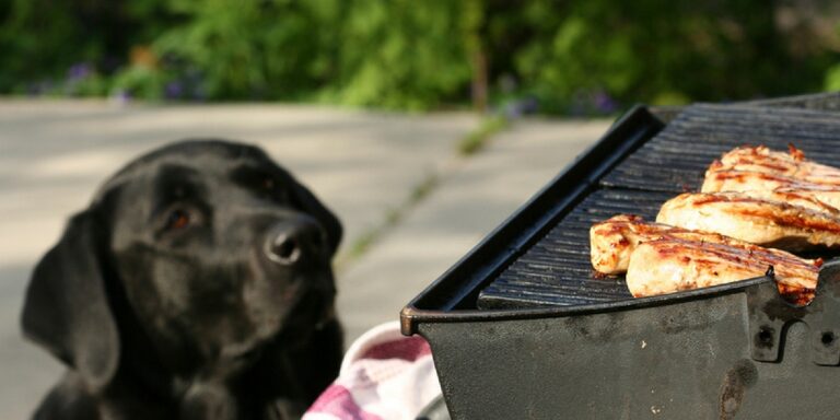 dog-looking-at-grill