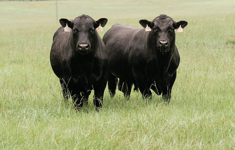 Black cattle in pasture