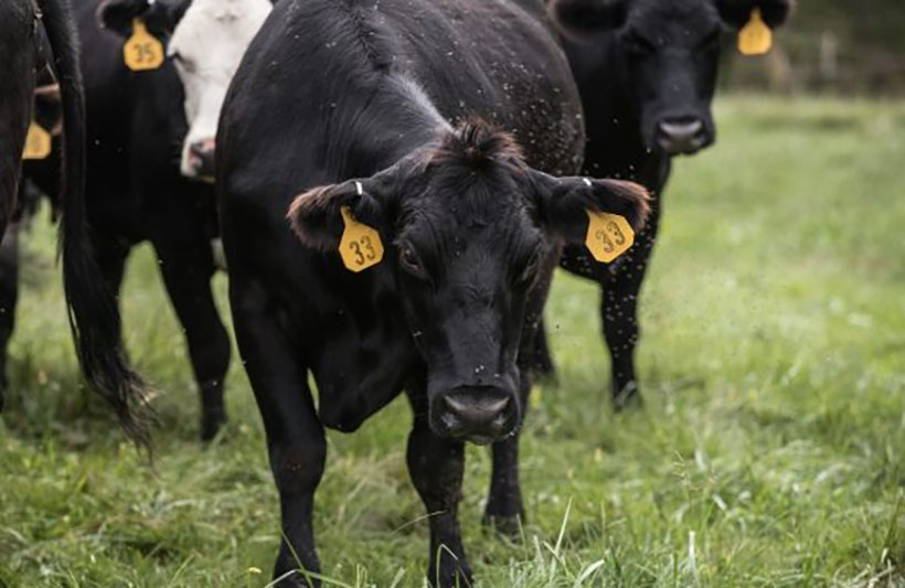Cattle in pasture with flies buzzing around