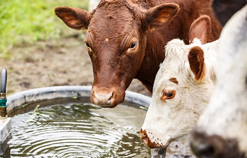 2 calves drinking water