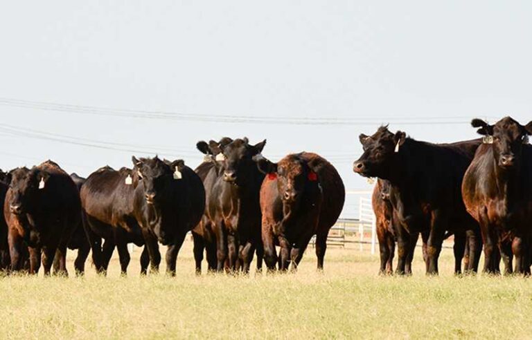 Cattle on pasture