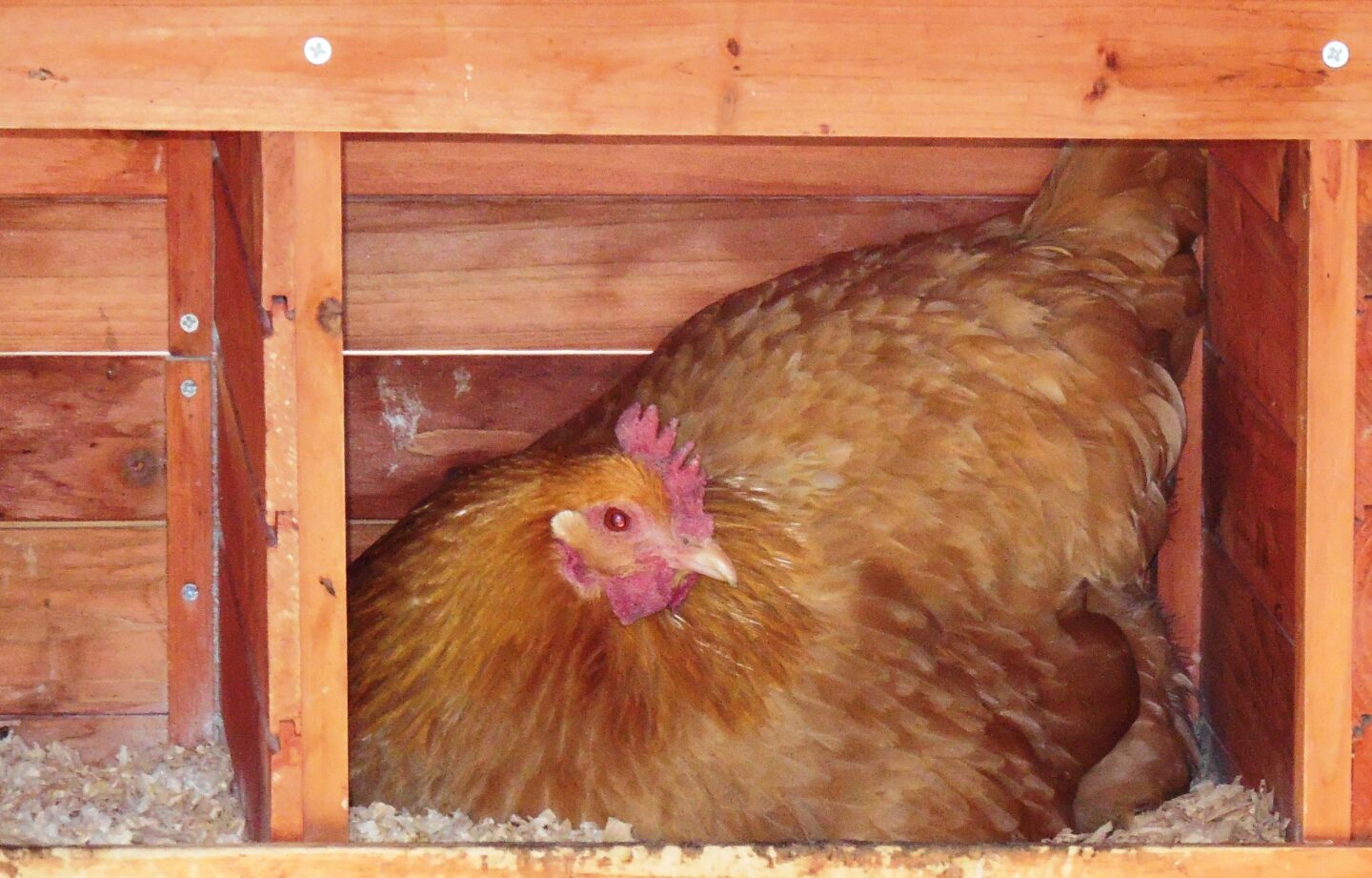 hen in nesting box