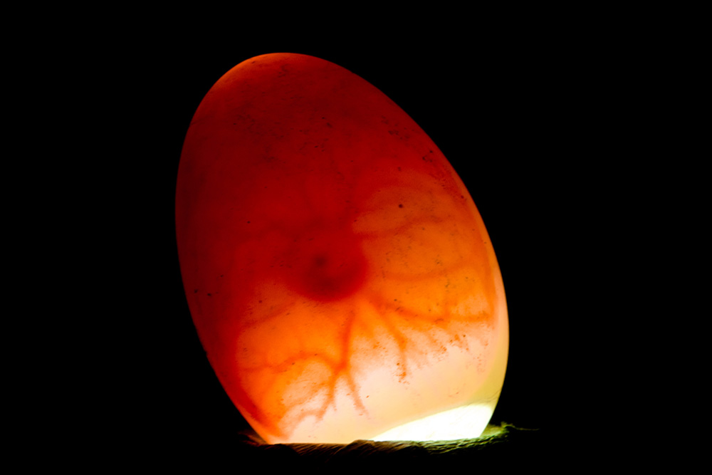 Candled egg showing embryo