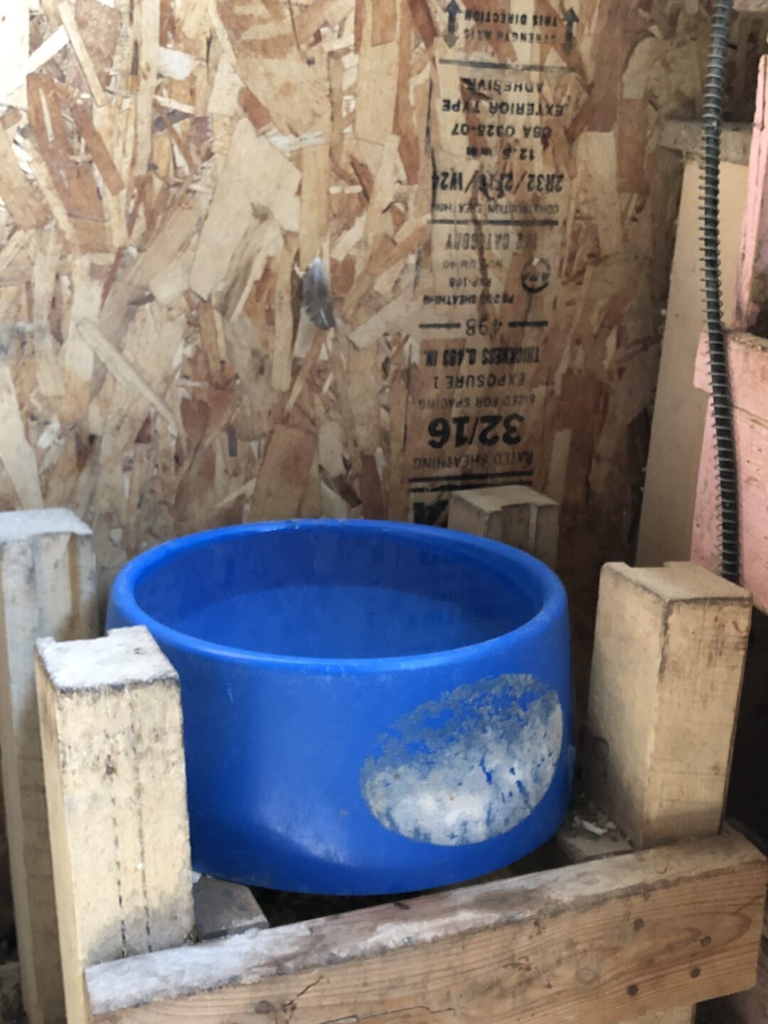 water bowl for chickens