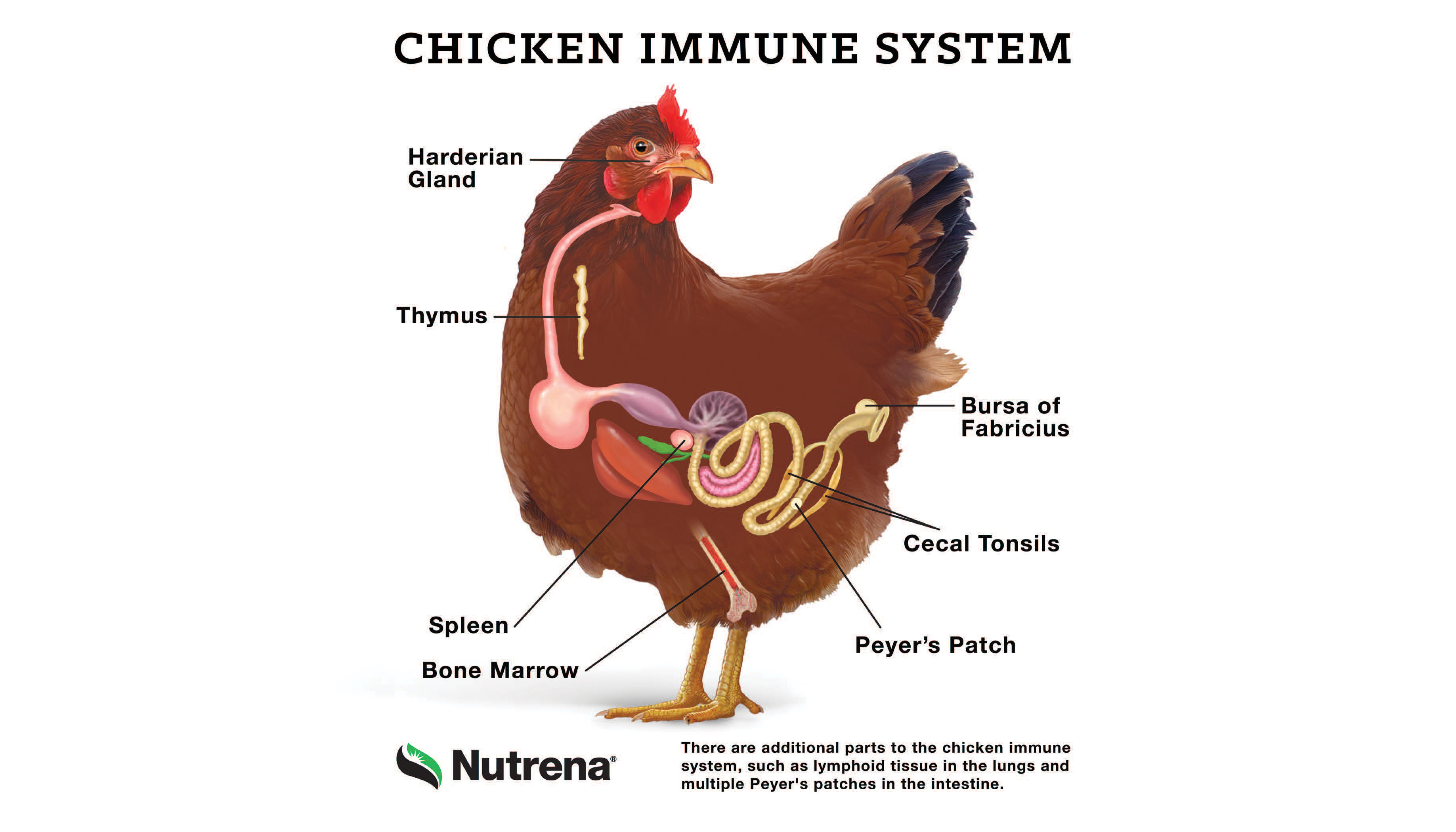 chicken-immune-system