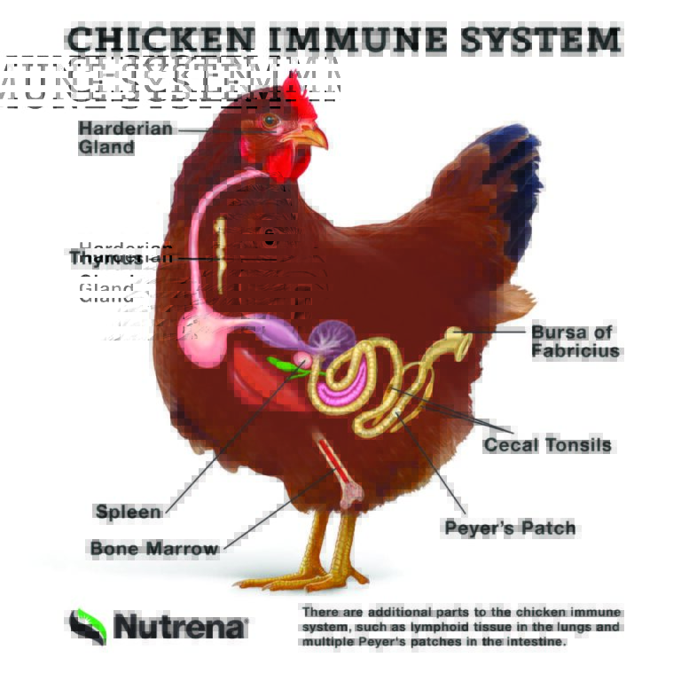 chicken immune system