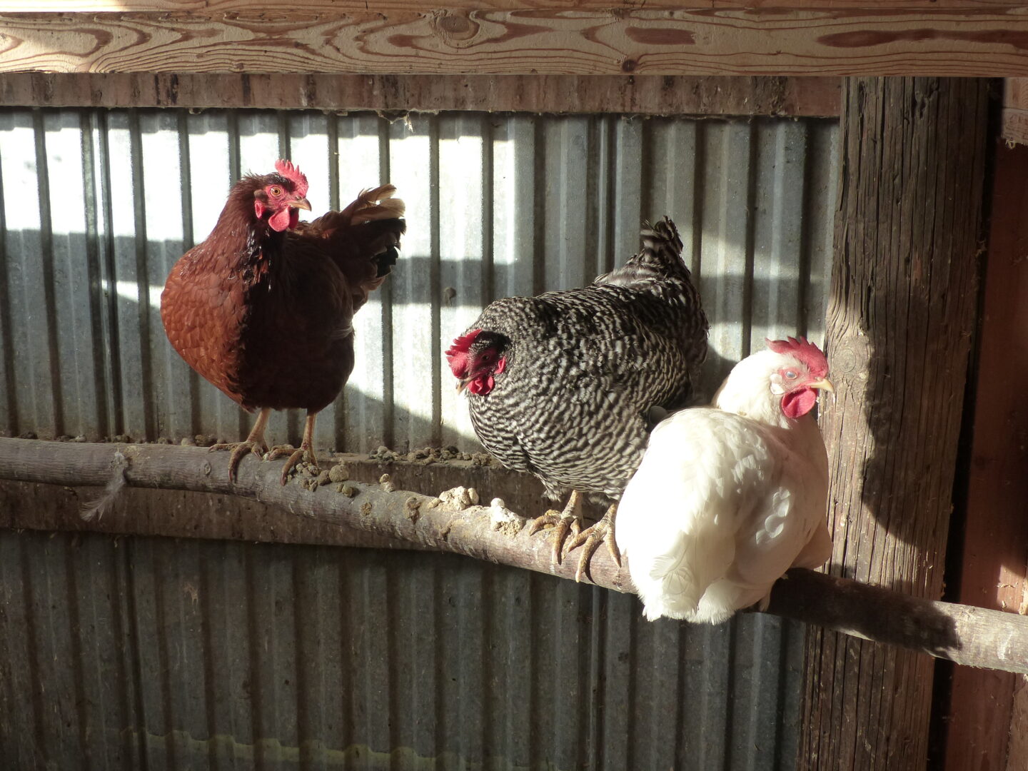 chickens in sun