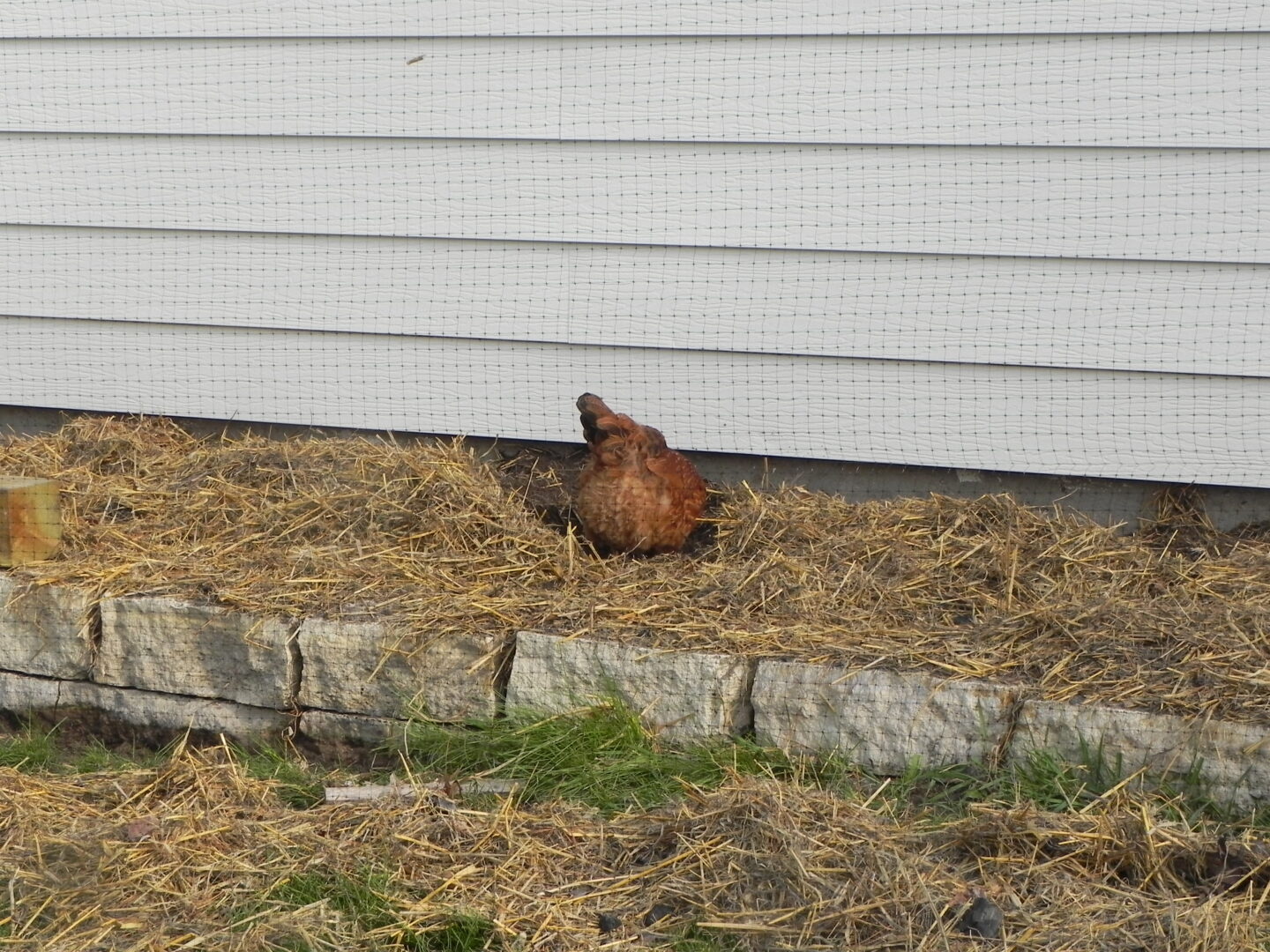 chicken digging in garden