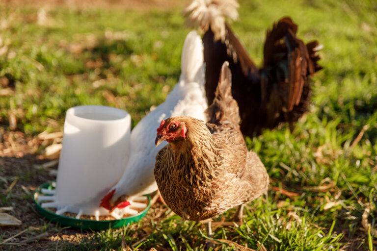 chicken feeder outside