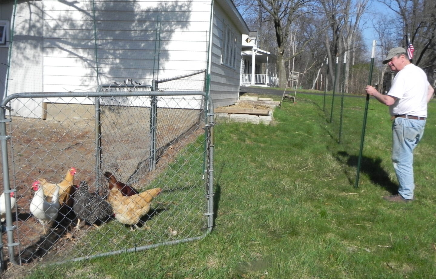 Chickens in yard