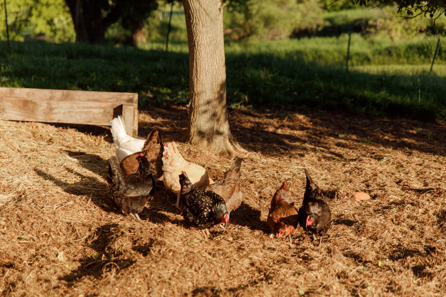 chickens in the shade