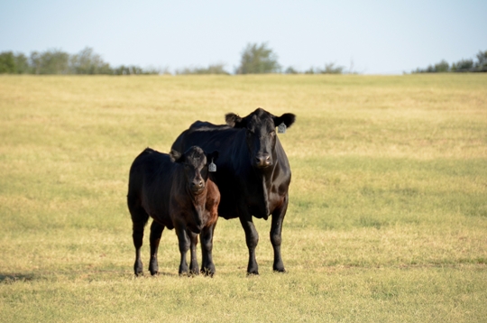 Cow and calf in pasture