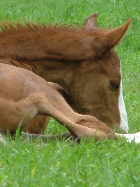 Colt resting in grass