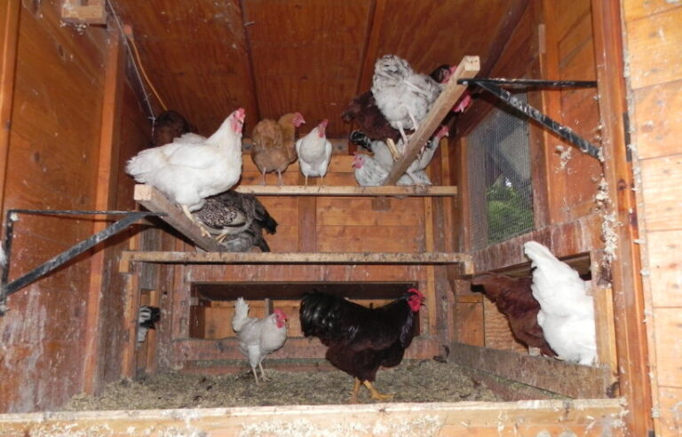 chickens in a coop