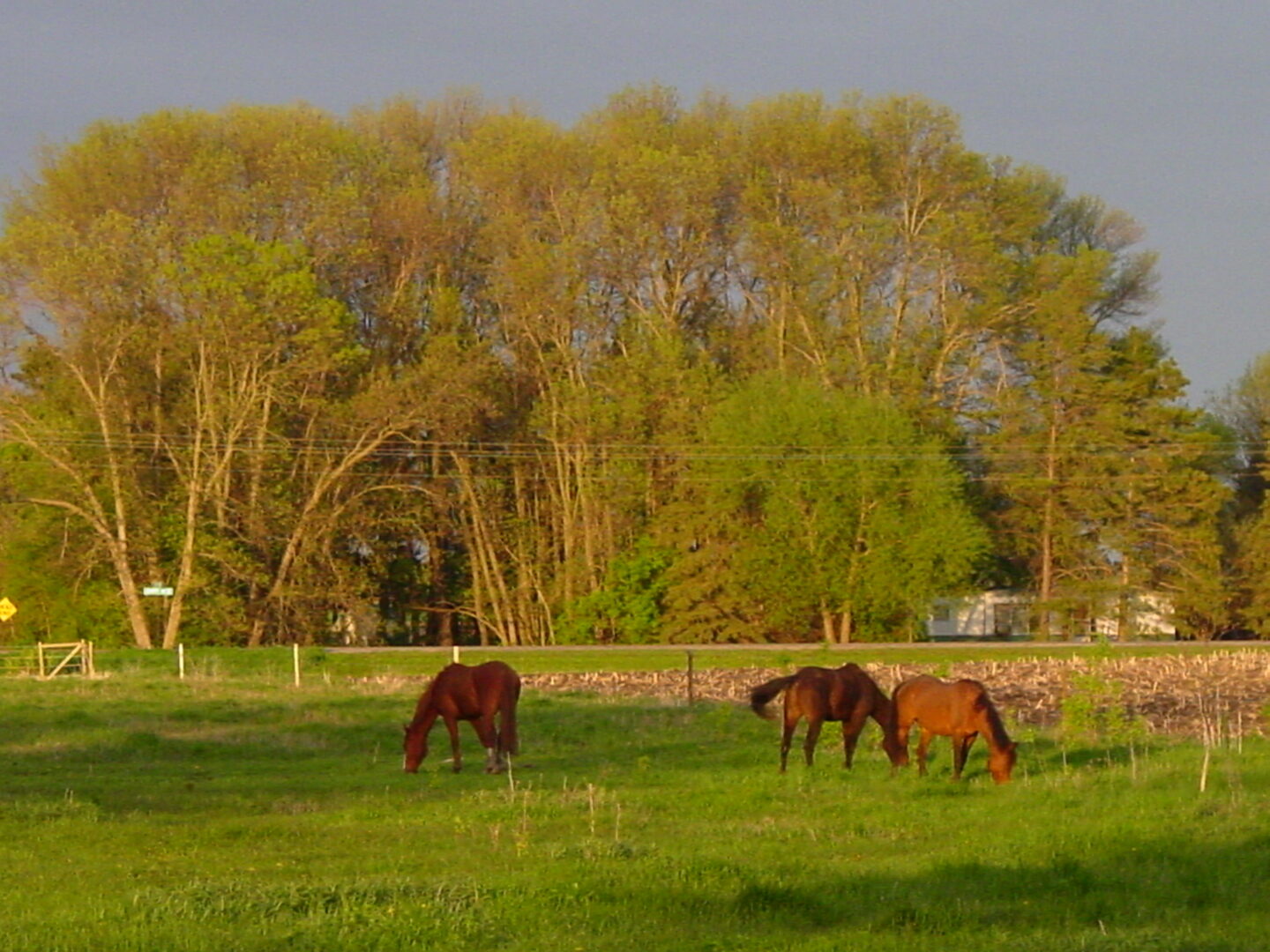 horses in field