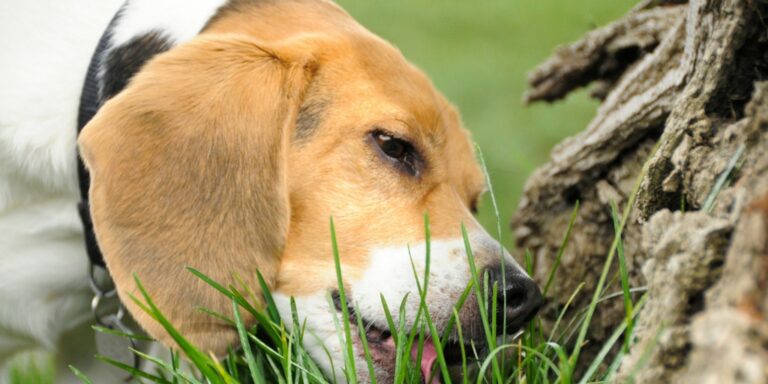 dog eating grass