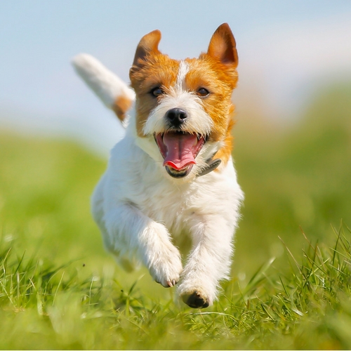 happy little dog running through the grass