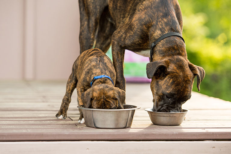 Two boxer dogs eating food
