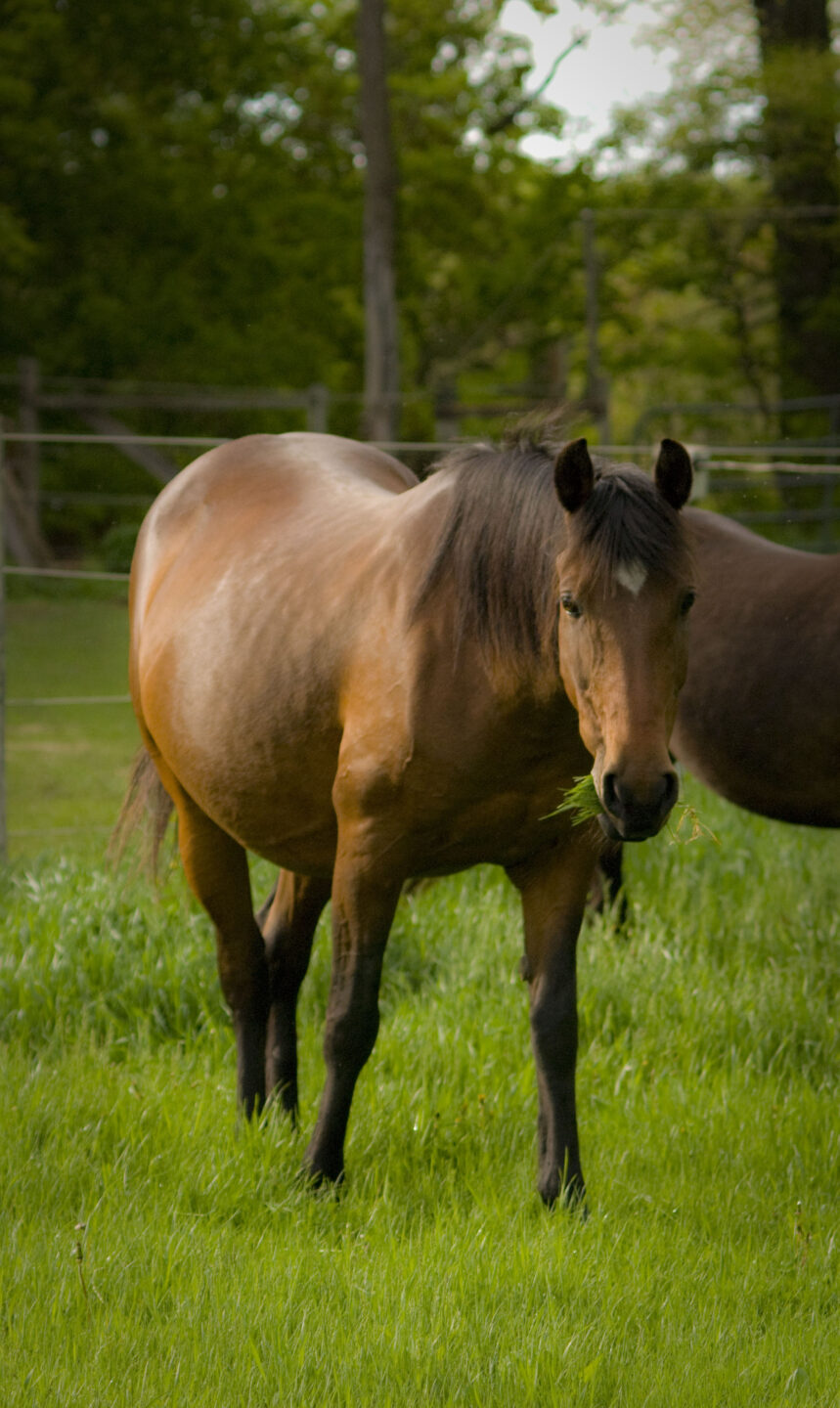 pregnant horse